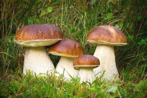 Grzyby – naturalny eliksir długowieczności!